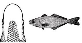 Psenes pellucidus_claves.jpg